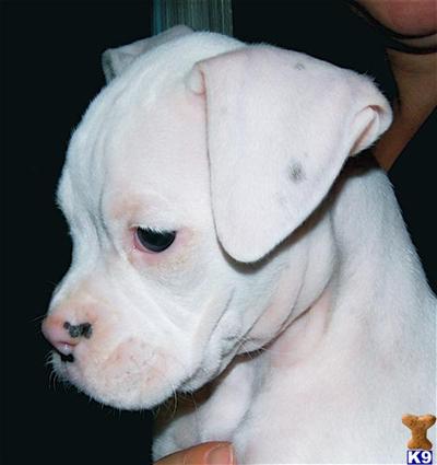 Boxer Puppies for Sale